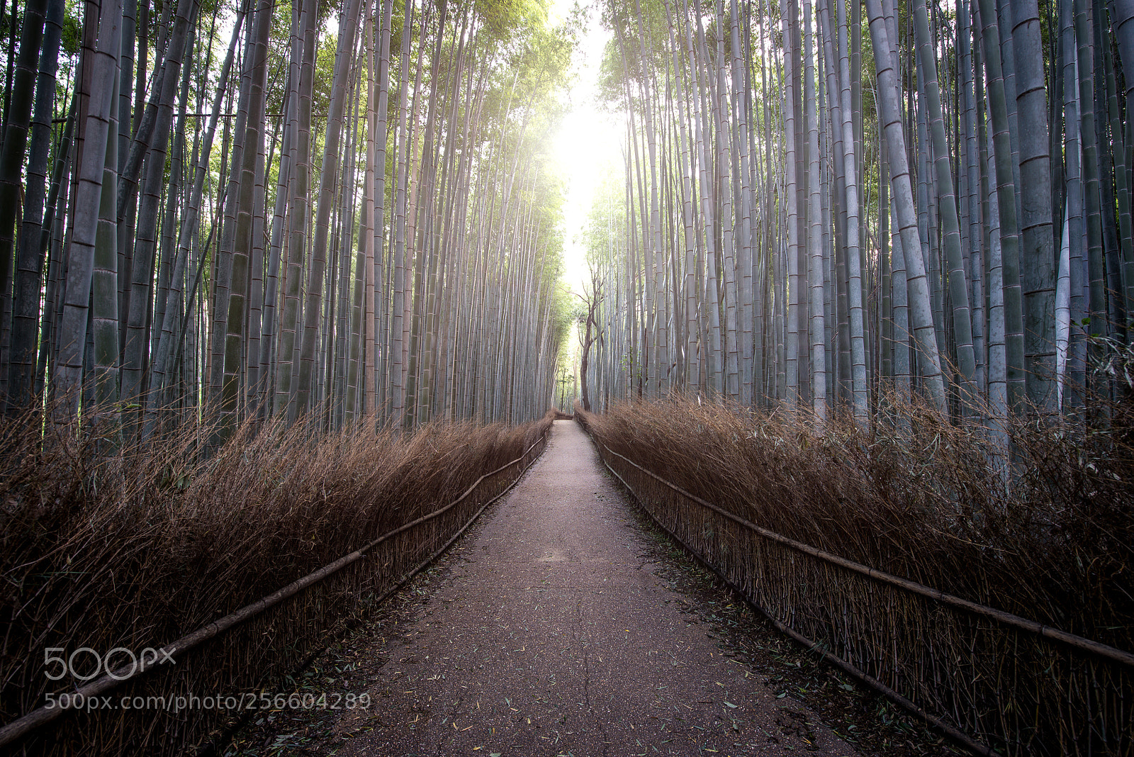 Nikon D610 sample photo. Bamboo forest in kyoto photography