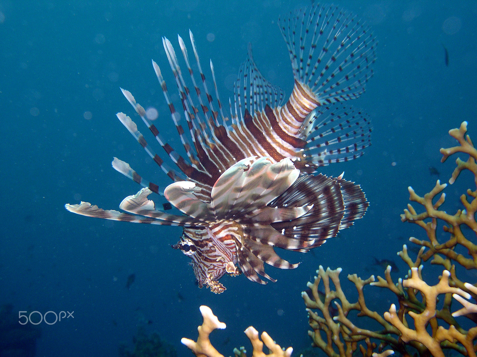 Nikon E4300 sample photo. Lionfish photography