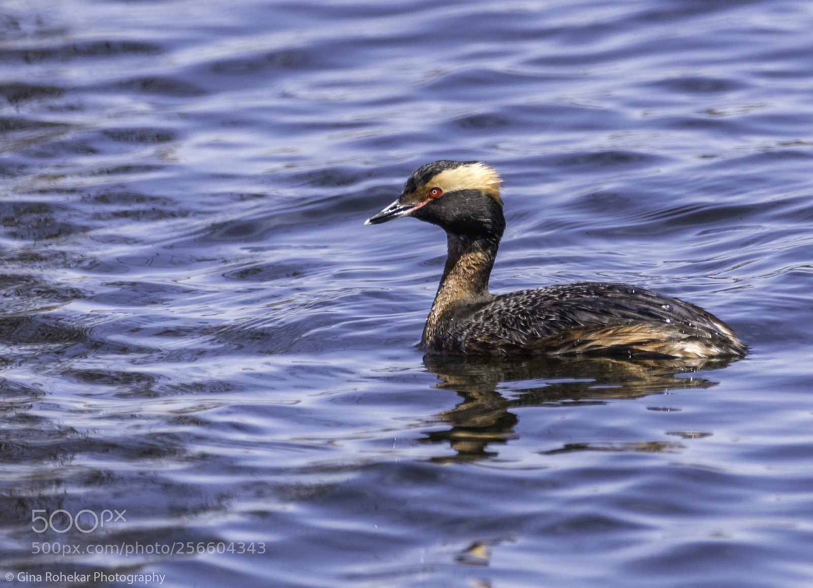 Nikon D850 sample photo. Horned grebe photography