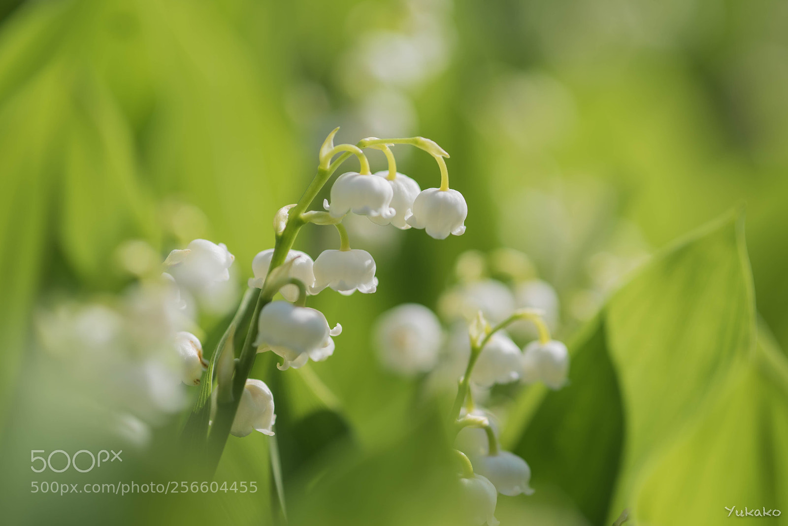 Nikon D750 sample photo. Lily of the valley photography