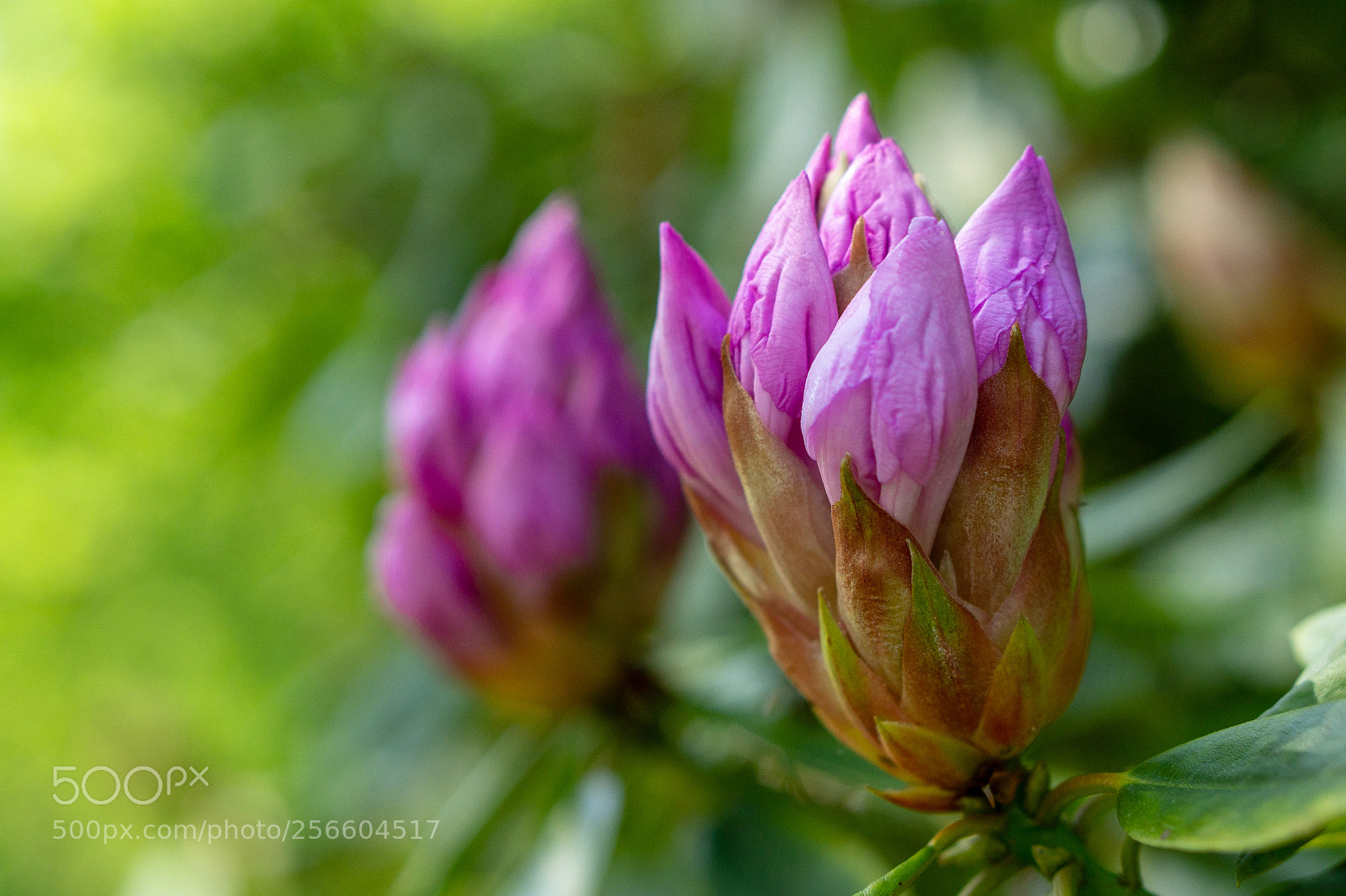 Sony a6000 sample photo. Pink flower buds photography