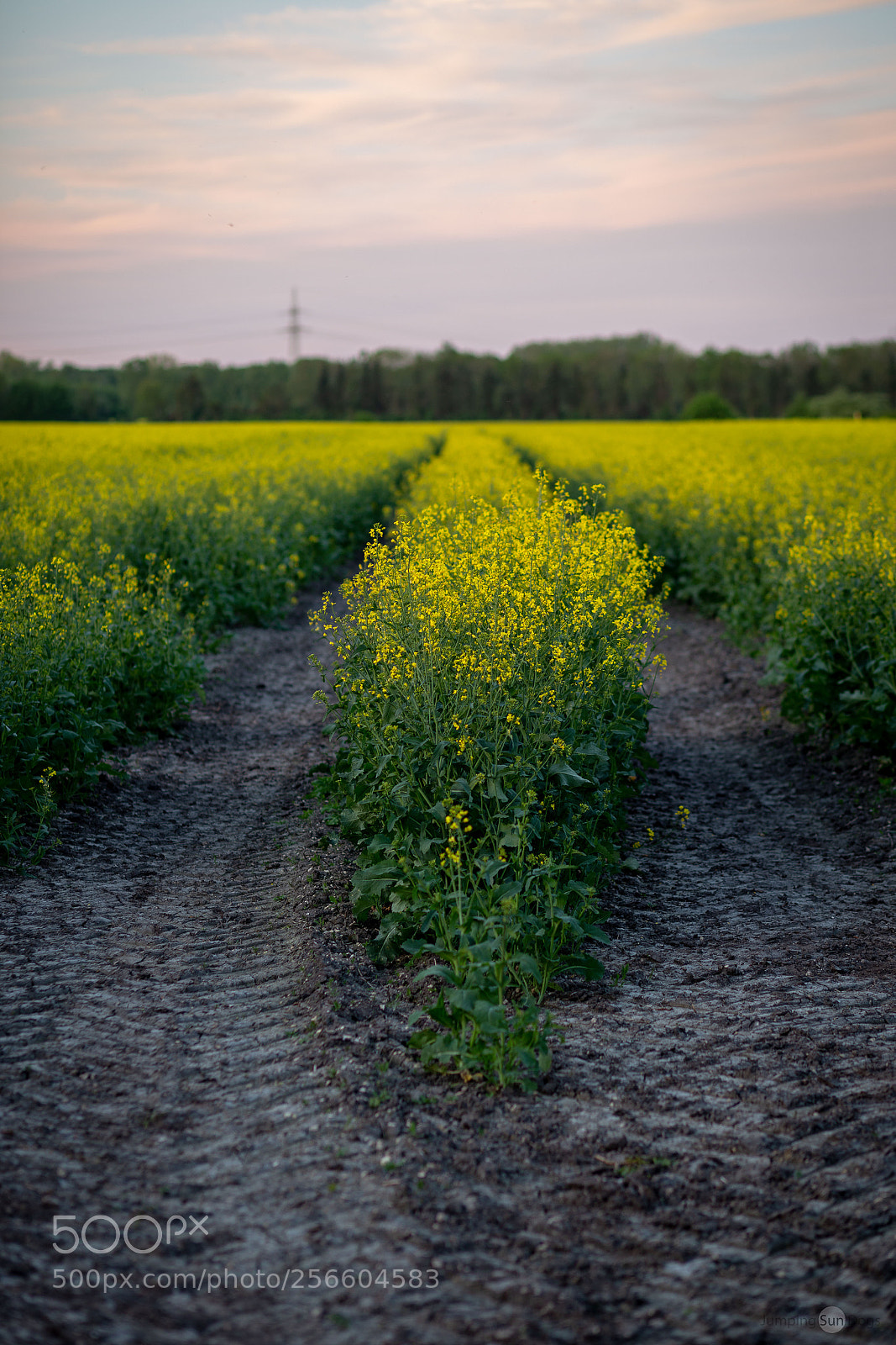 Canon EOS 6D sample photo. Rapeseed photography