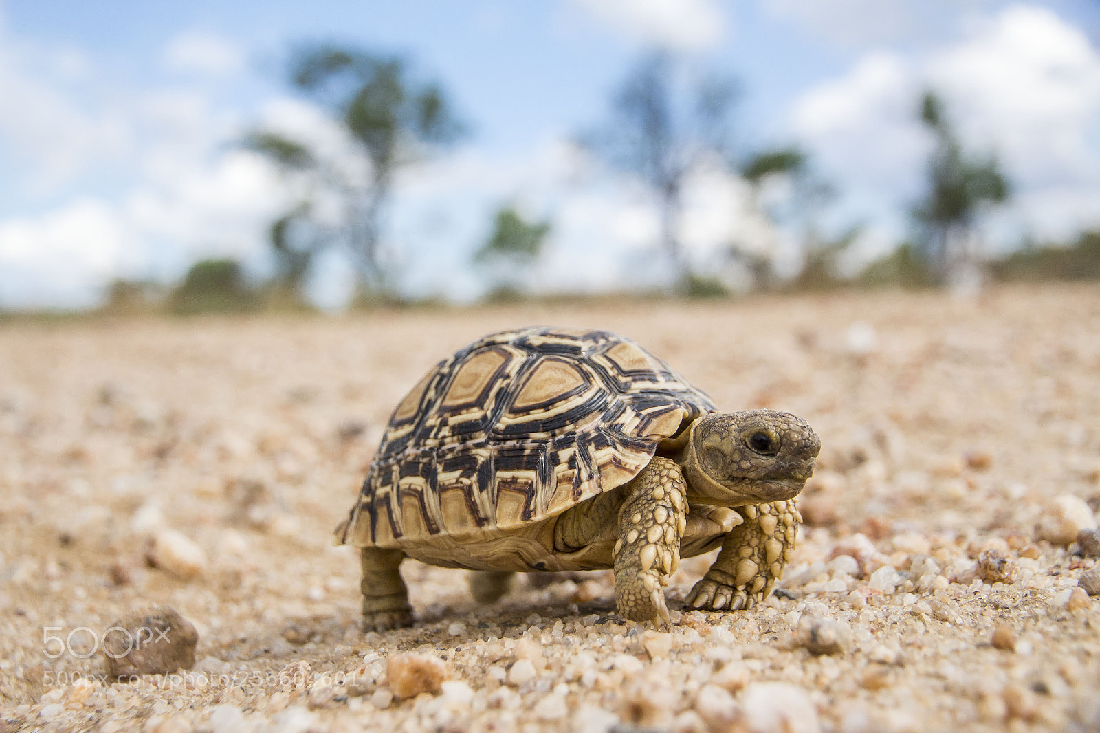 Canon EOS 700D (EOS Rebel T5i / EOS Kiss X7i) sample photo. Baby tortoise photography