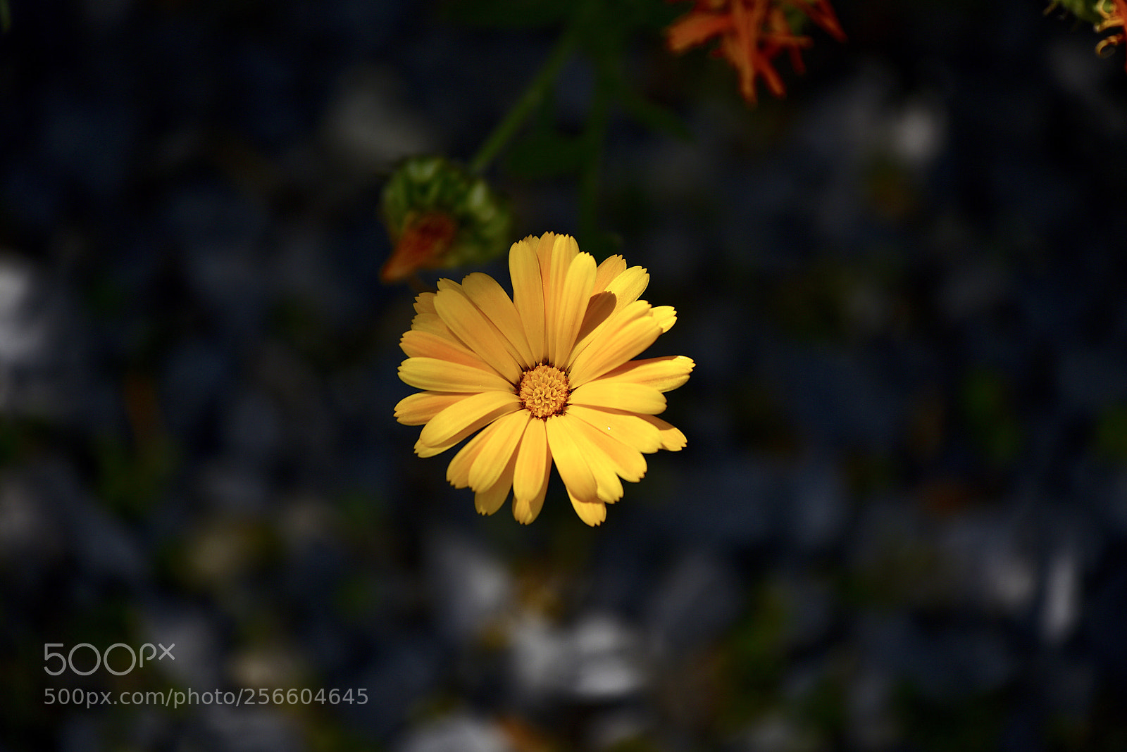 Nikon D750 sample photo. Yellow photography