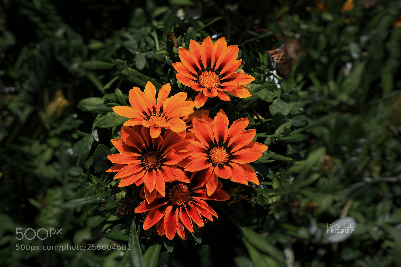 Canon EOS 7D Mark II sample photo. Untitled photography