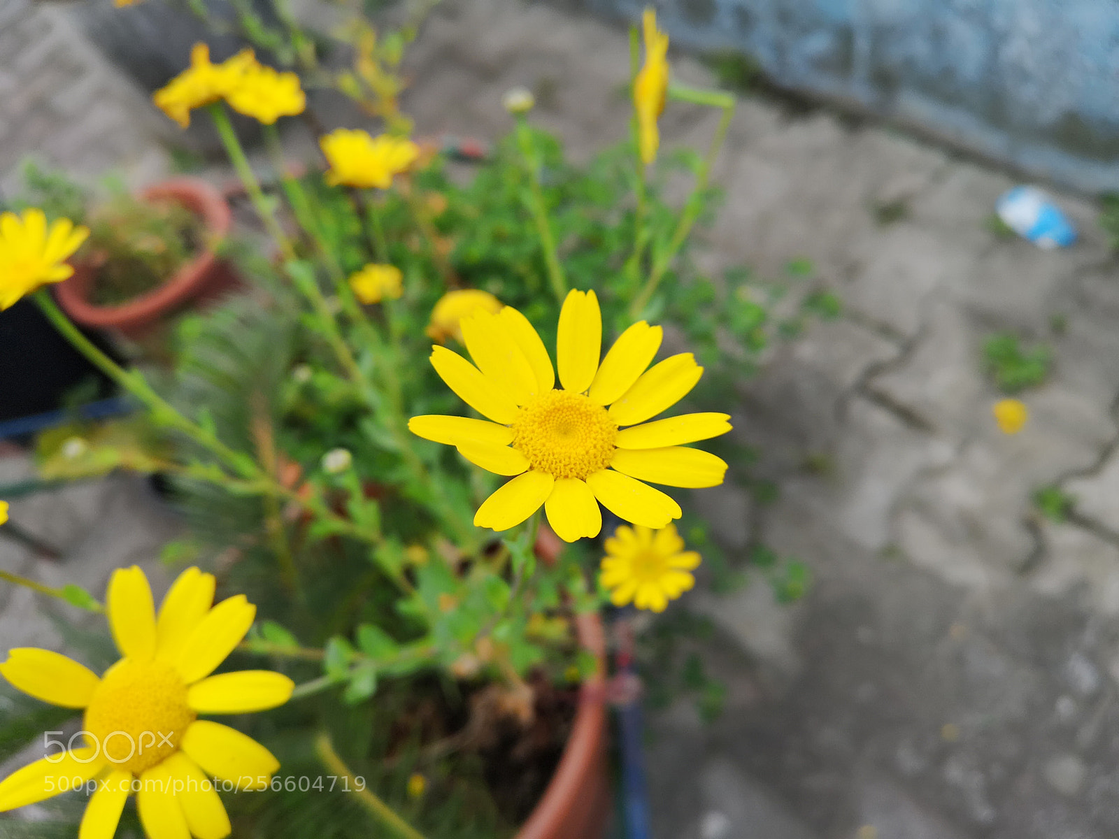 HUAWEI CLT-L09 sample photo. Camomile flower photography