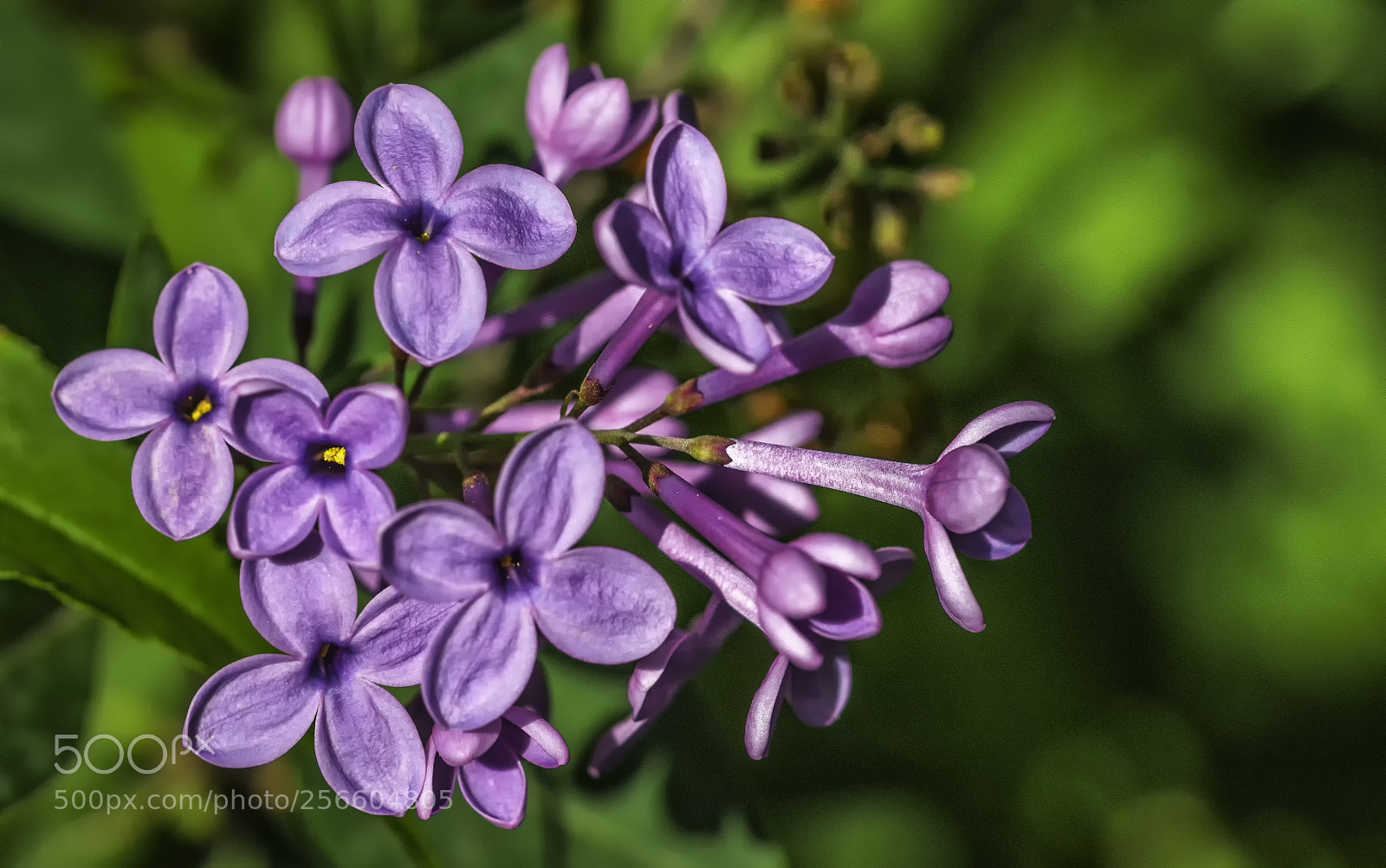 Sony a7R II sample photo. Lilac tree branch.... photography