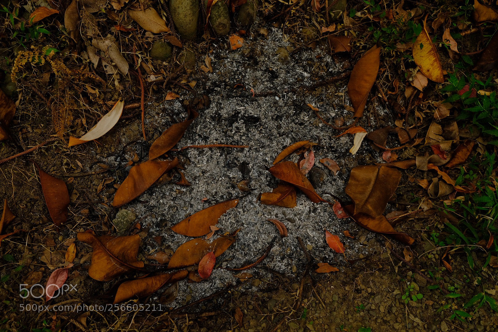 Fujifilm X-E3 sample photo. Leaf in ash photography