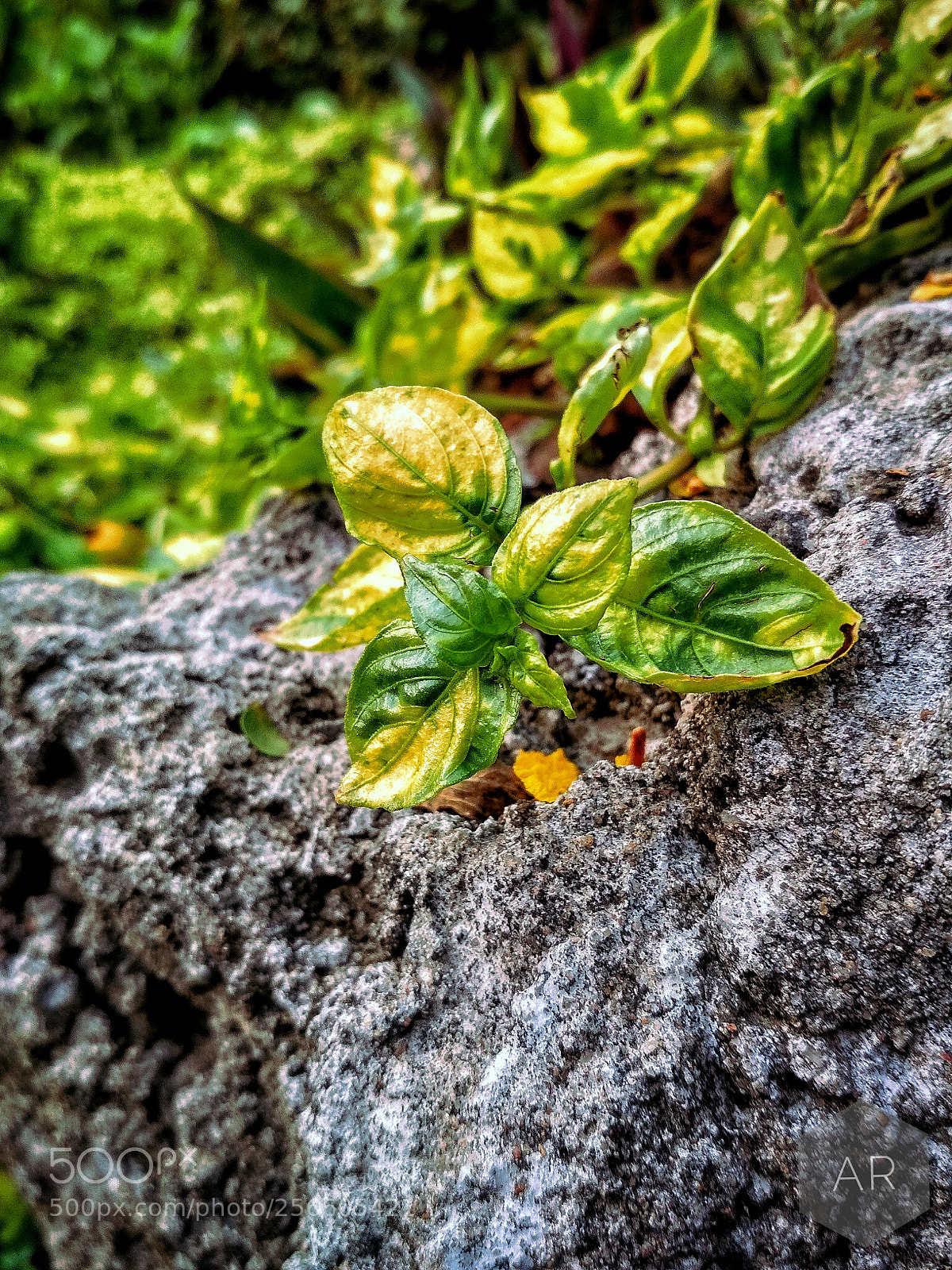 Xiaomi Redmi 4 Pro sample photo. Chlorophyllic! photography