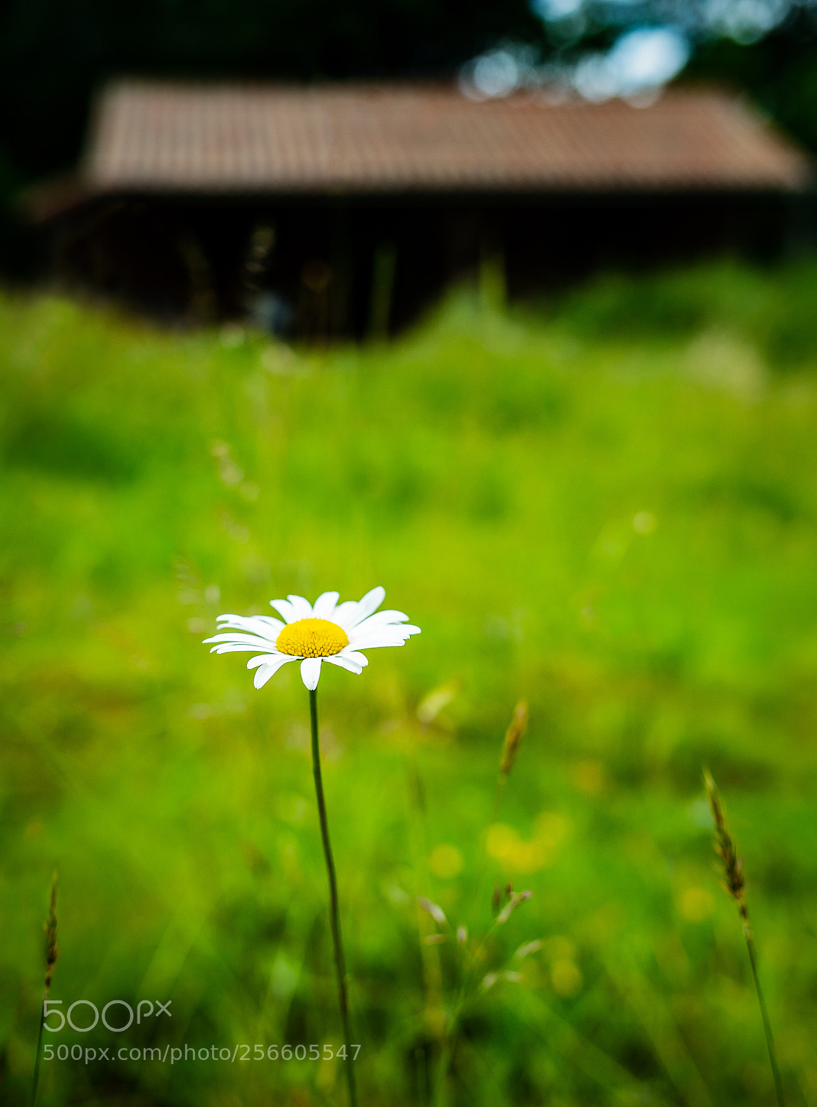 Canon EOS 5D sample photo. Cabin daisy photography