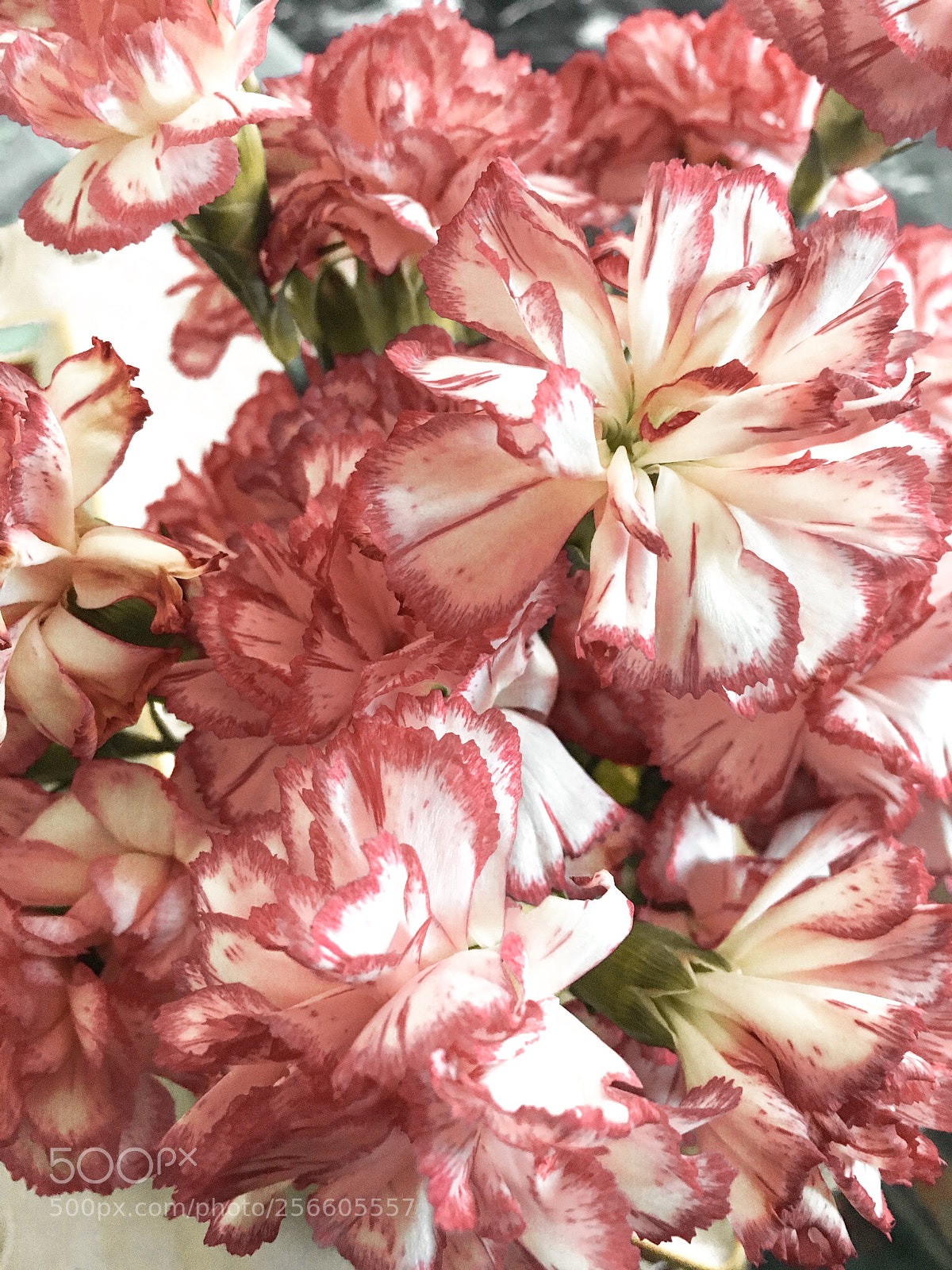 Apple iPhone 6s sample photo. Flowers photography