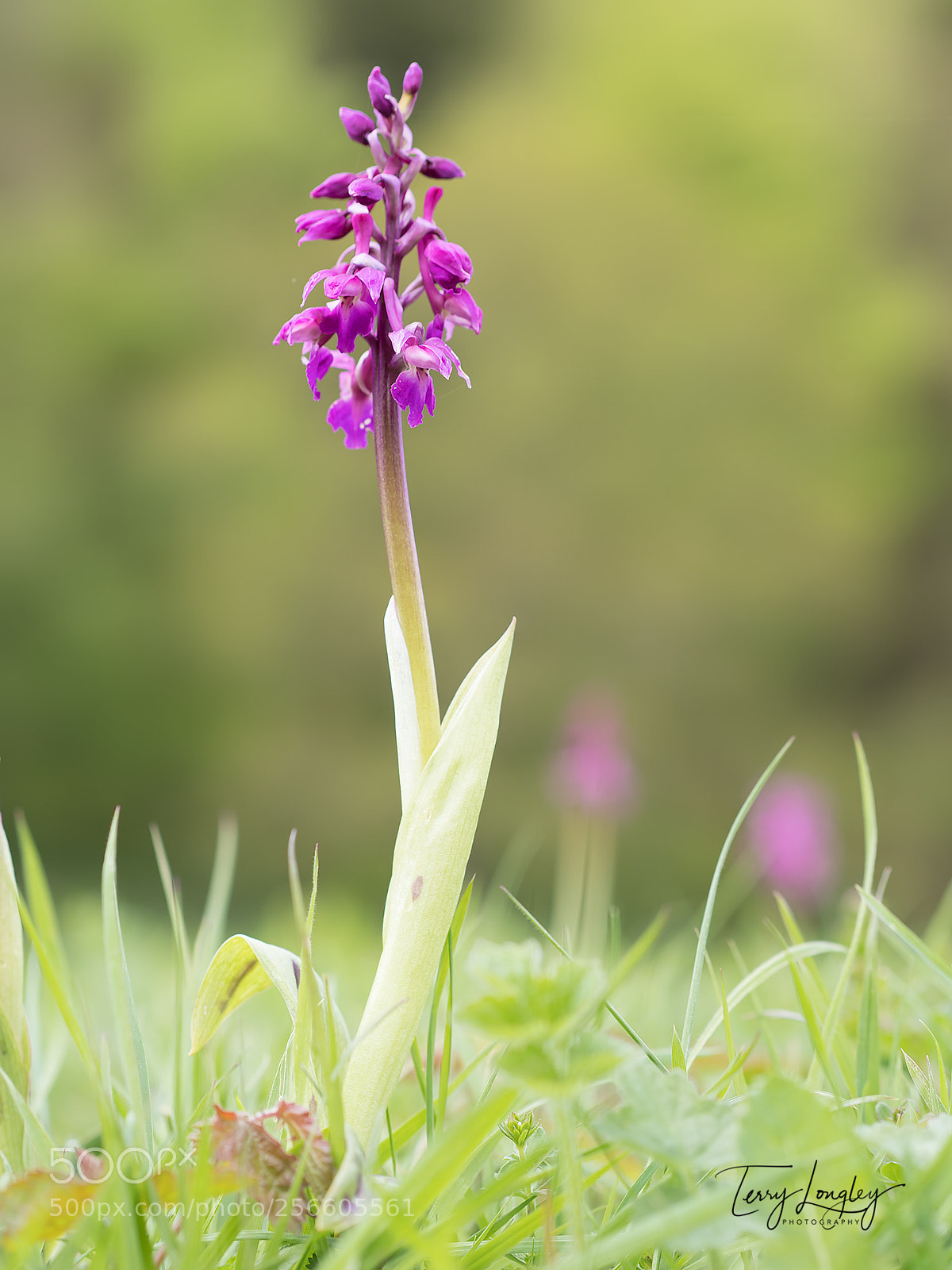 Panasonic Lumix DC-G9 sample photo. Purple spike photography
