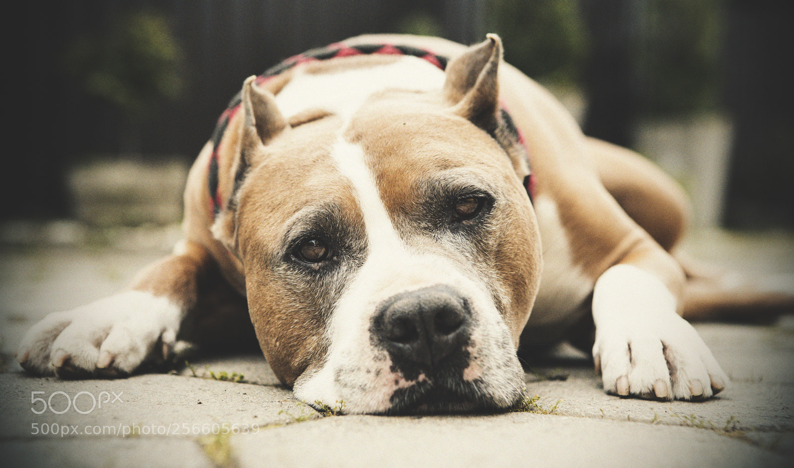 Canon EOS 6D sample photo. Nap photography