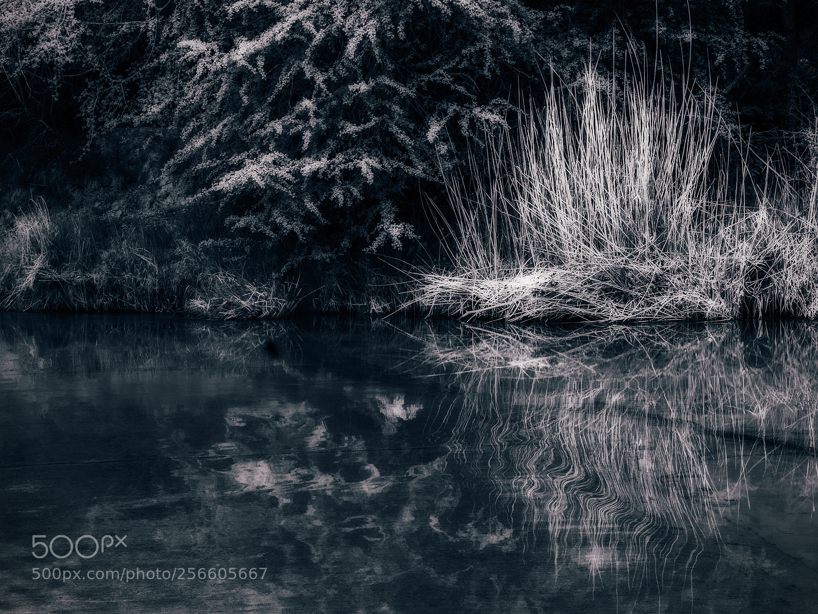 Olympus OM-D E-M5 II sample photo. Reflections photography