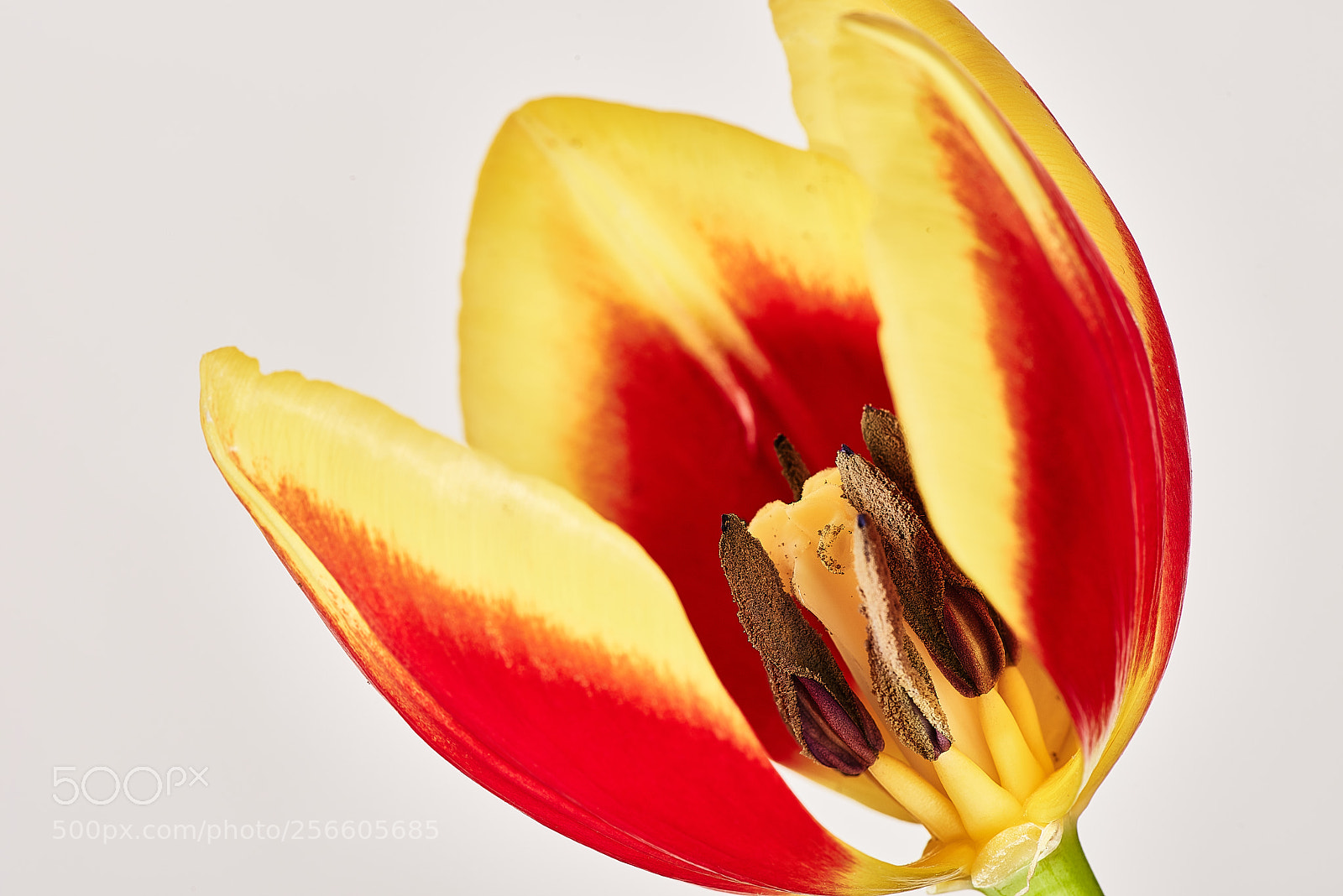 Nikon D810 sample photo. Tulip's anatomy photography