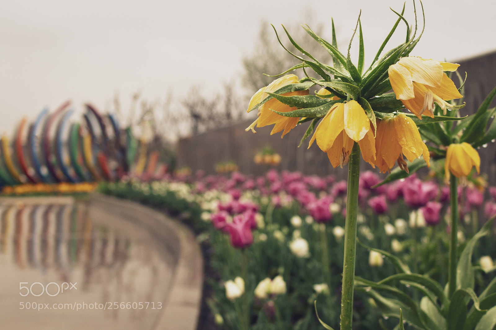 Canon EOS 70D sample photo. "botanical gardens" photography