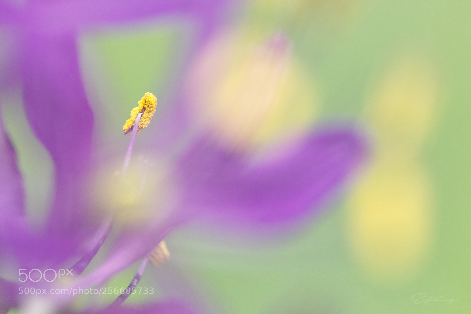 Canon EOS 70D sample photo. Colors photography