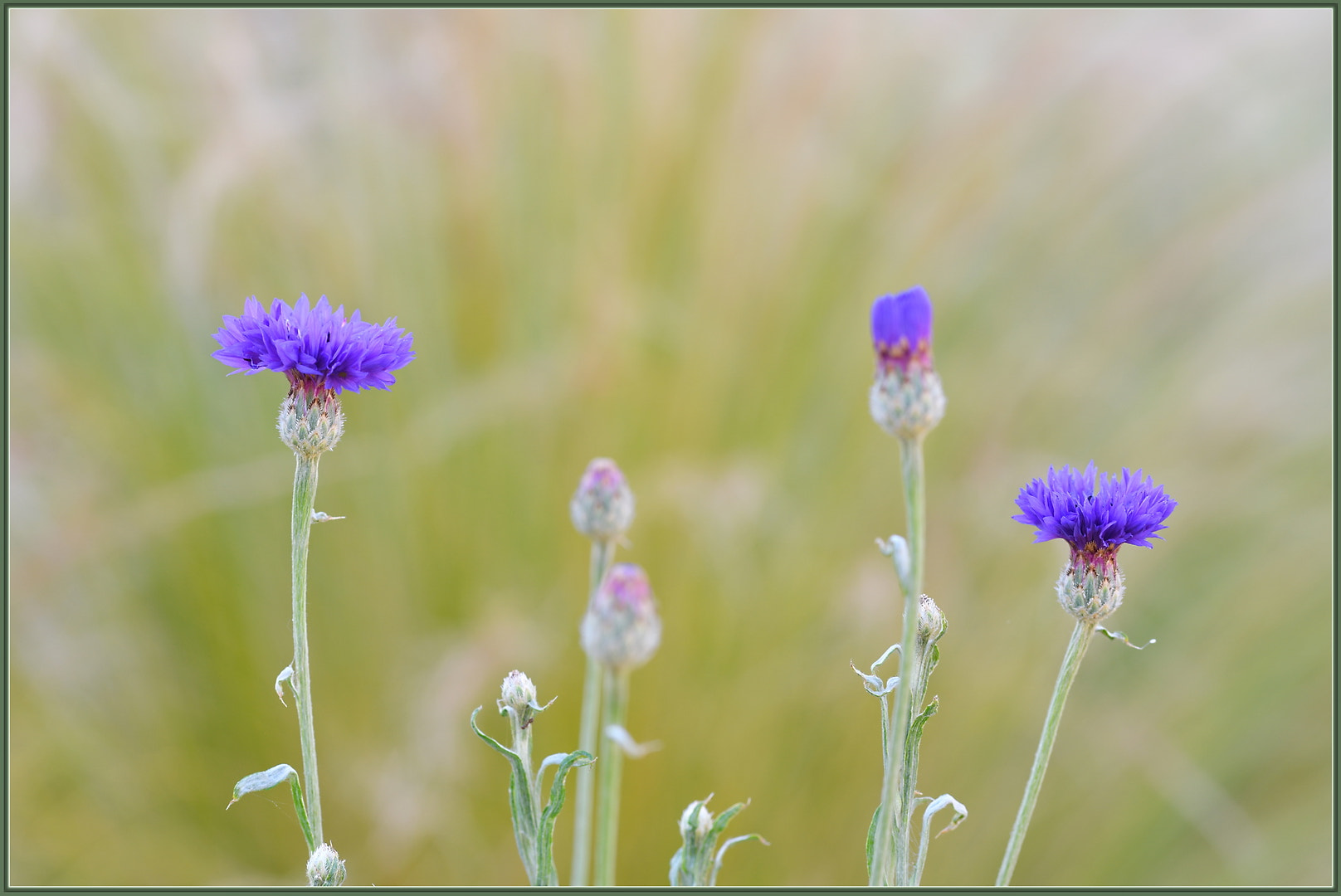 Sigma 105mm F2.8 EX DG OS HSM sample photo. Centaurea in the morning photography