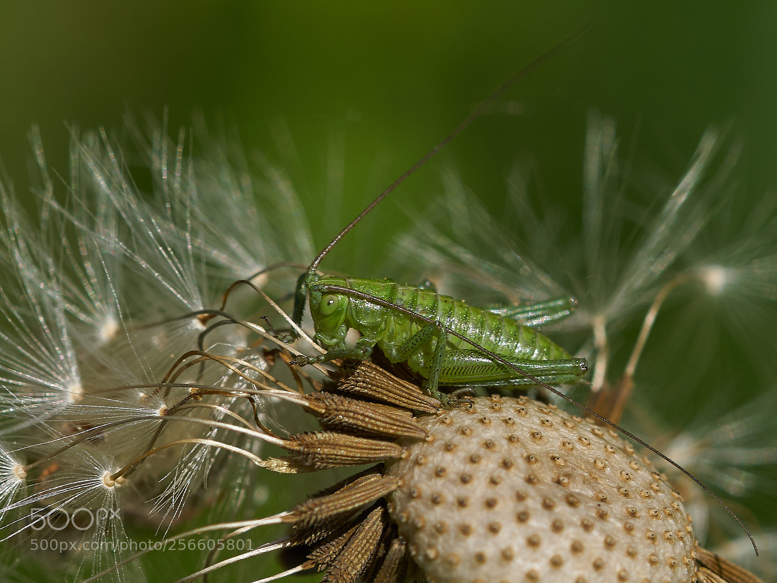Sony ILCA-77M2 sample photo. Zartschrecke photography