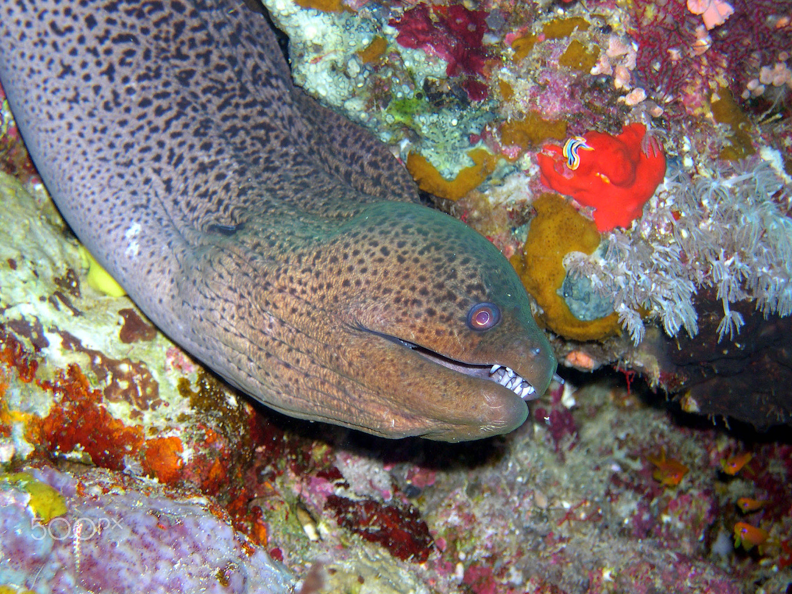 Nikon E4300 sample photo. Moray in the red sea photography