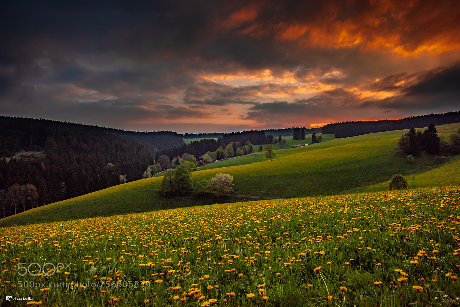 Nikon D810 sample photo. Abendrot im schwarzwald photography
