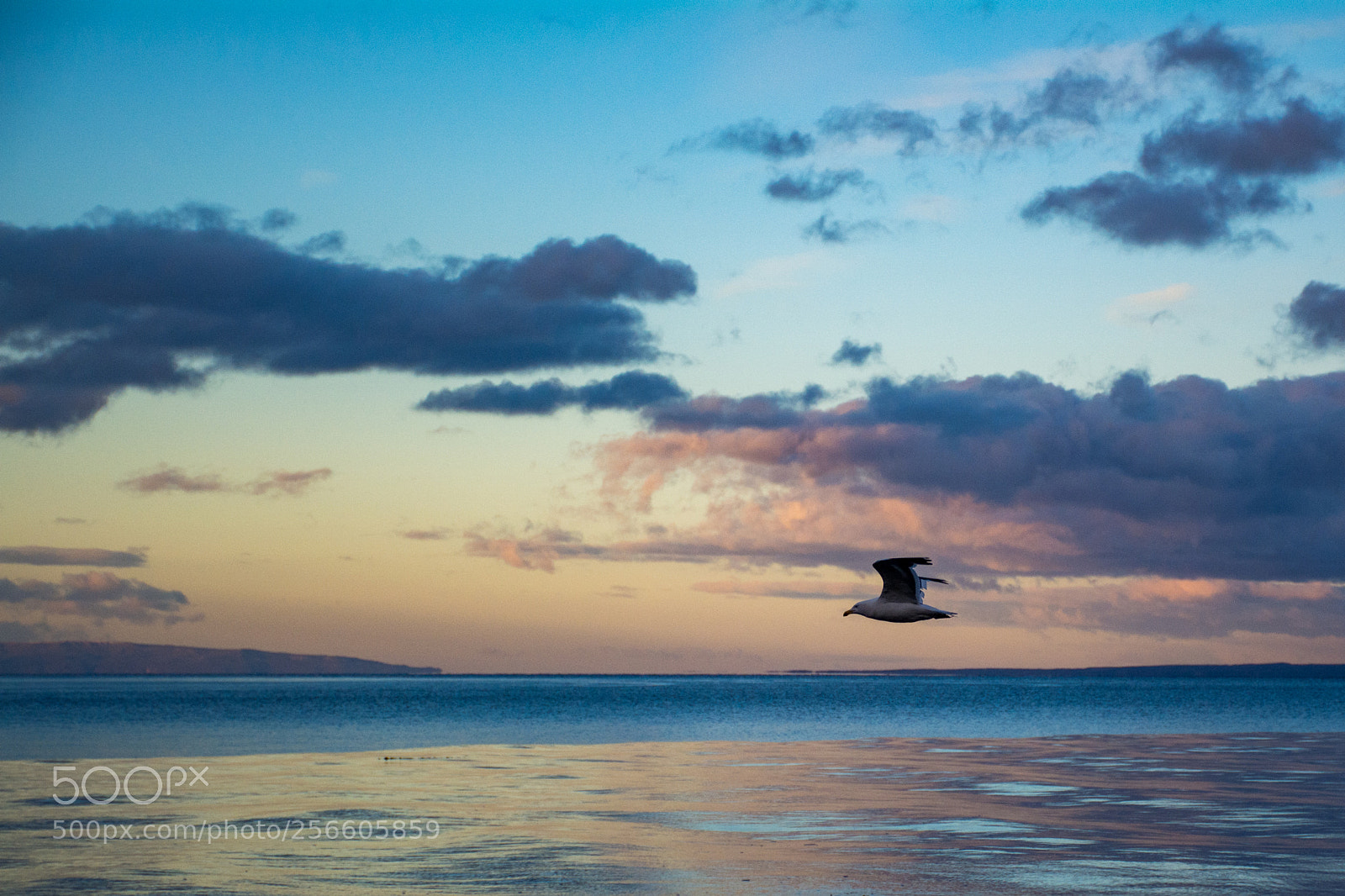 Nikon D5200 sample photo. Seagull at sunset photography