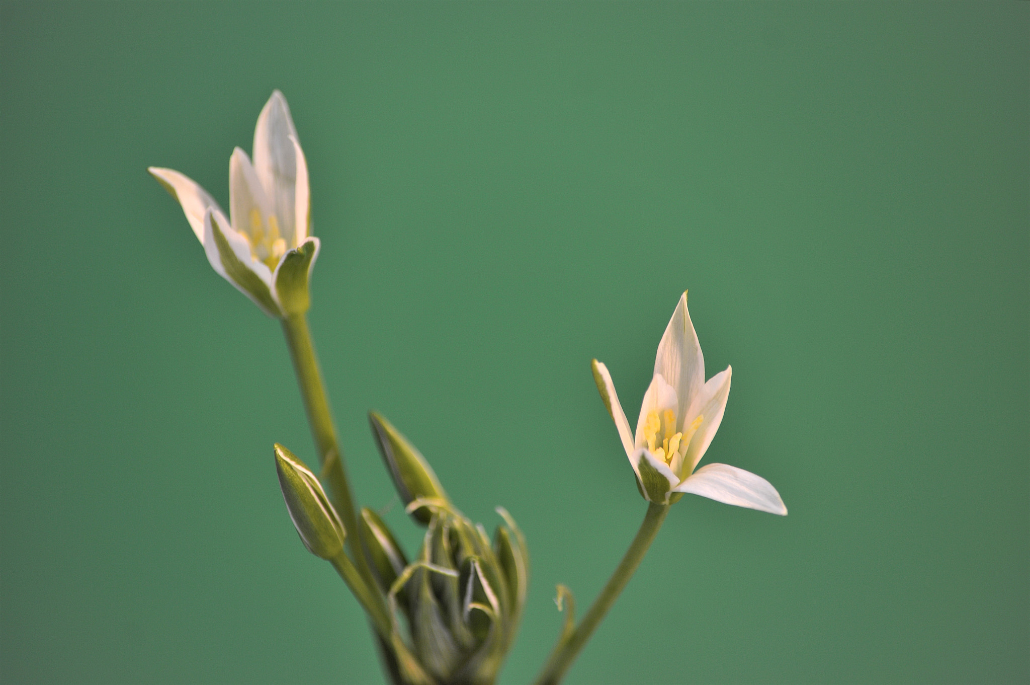 Nikon D3200 sample photo. Wildflowers photography