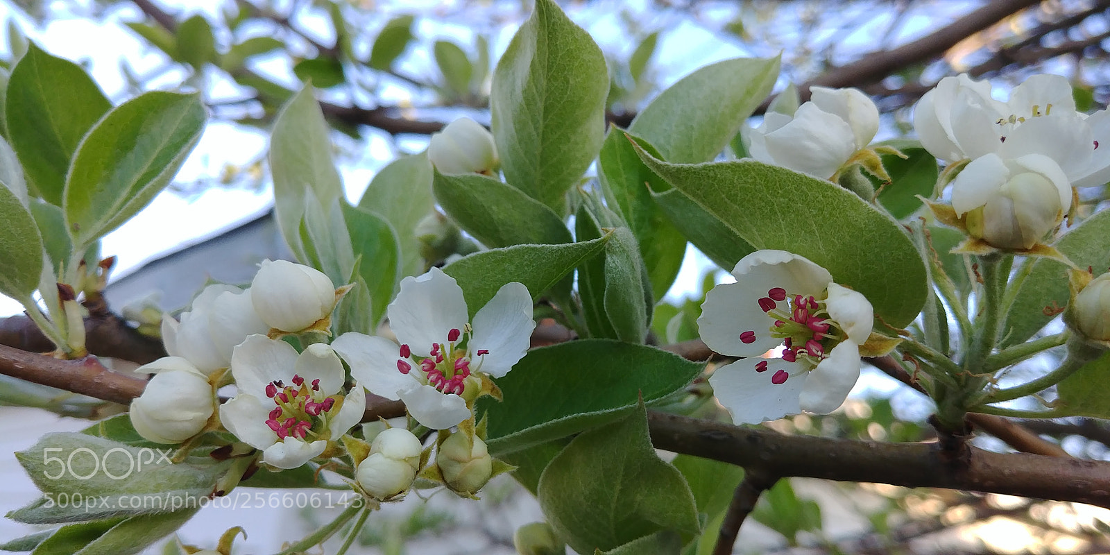 LG G6 sample photo. First blooming blossoms of 2018 photography