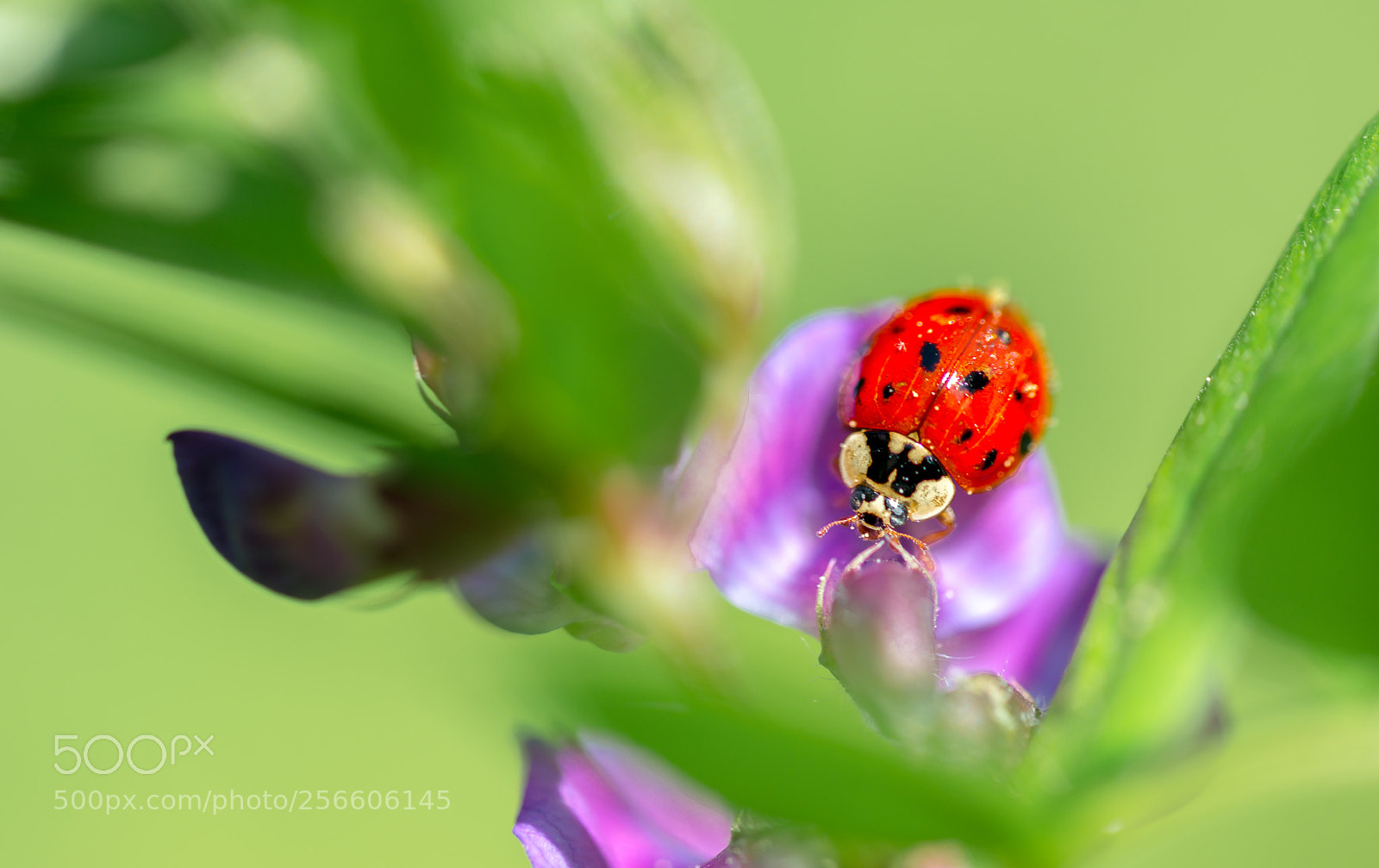 Nikon D800 sample photo. Beauty of nature photography