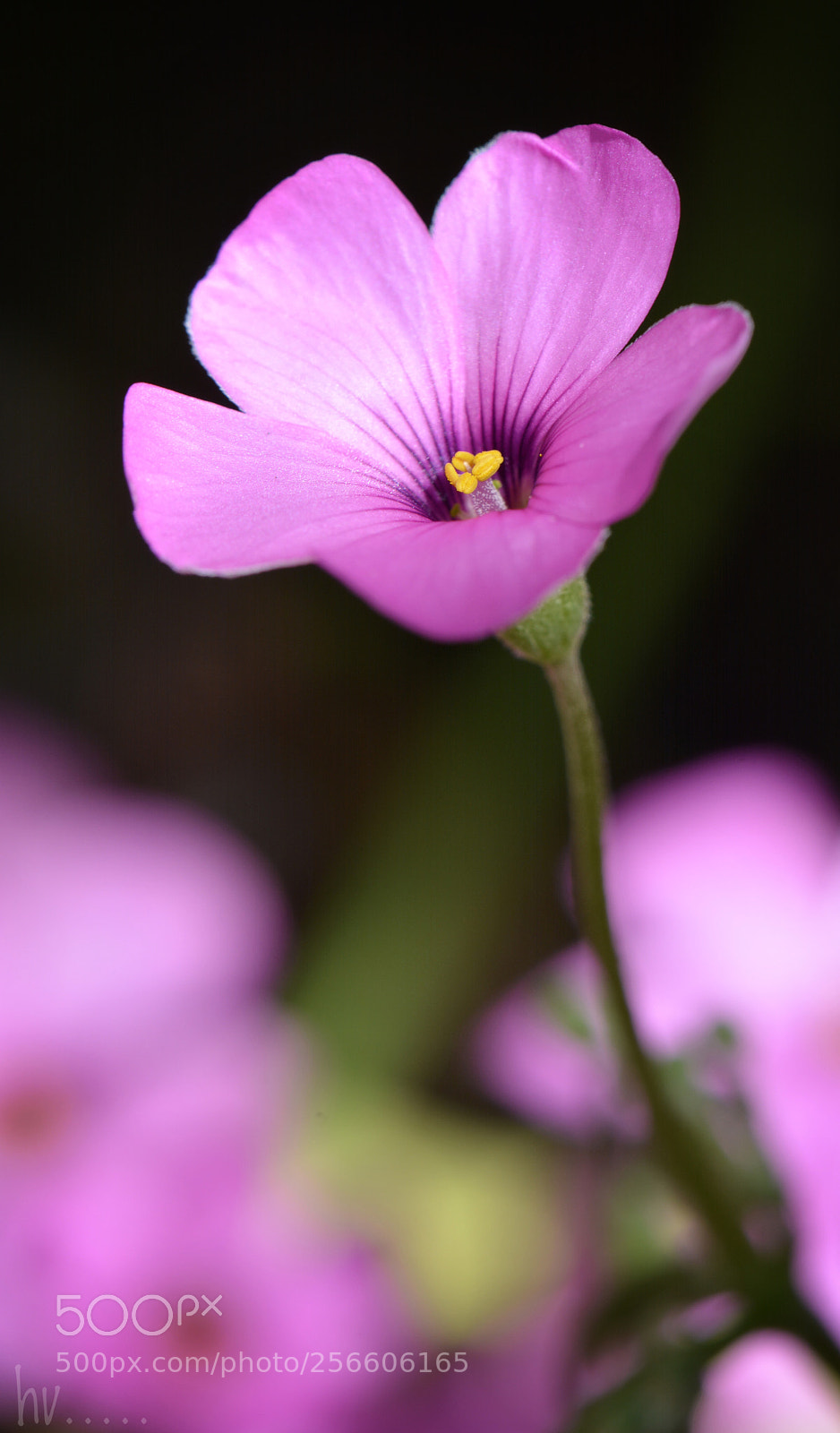 Nikon D7100 sample photo. Purple light photography