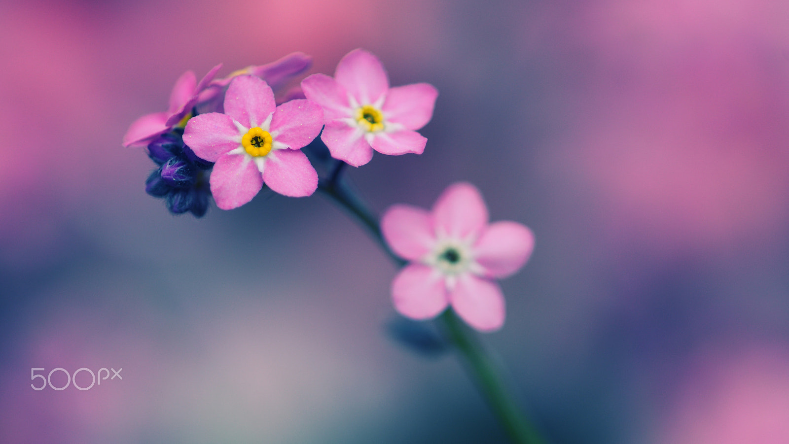 Nikon D500 + Nikon AF Micro-Nikkor 200mm F4D ED-IF sample photo. Pink beauty photography