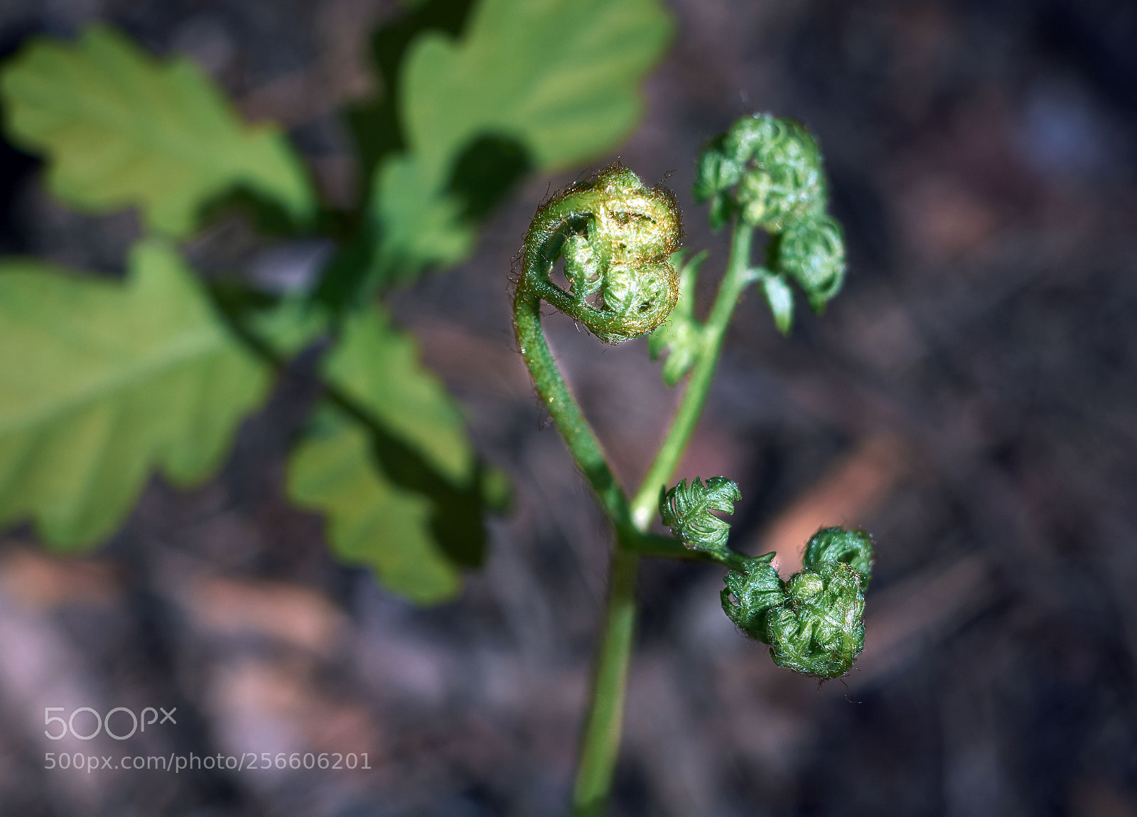 Nikon D7100 sample photo. Oak and fern photography