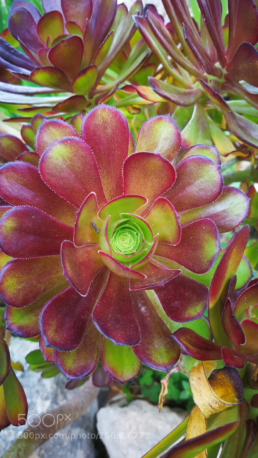 HUAWEI Mate 9 sample photo. Untitled photography