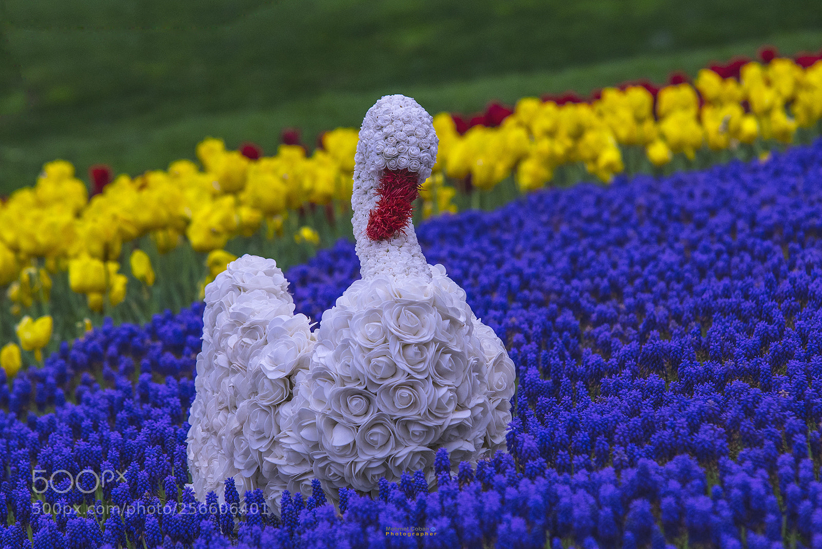 Pentax K-3 II sample photo. Swan flowers photography