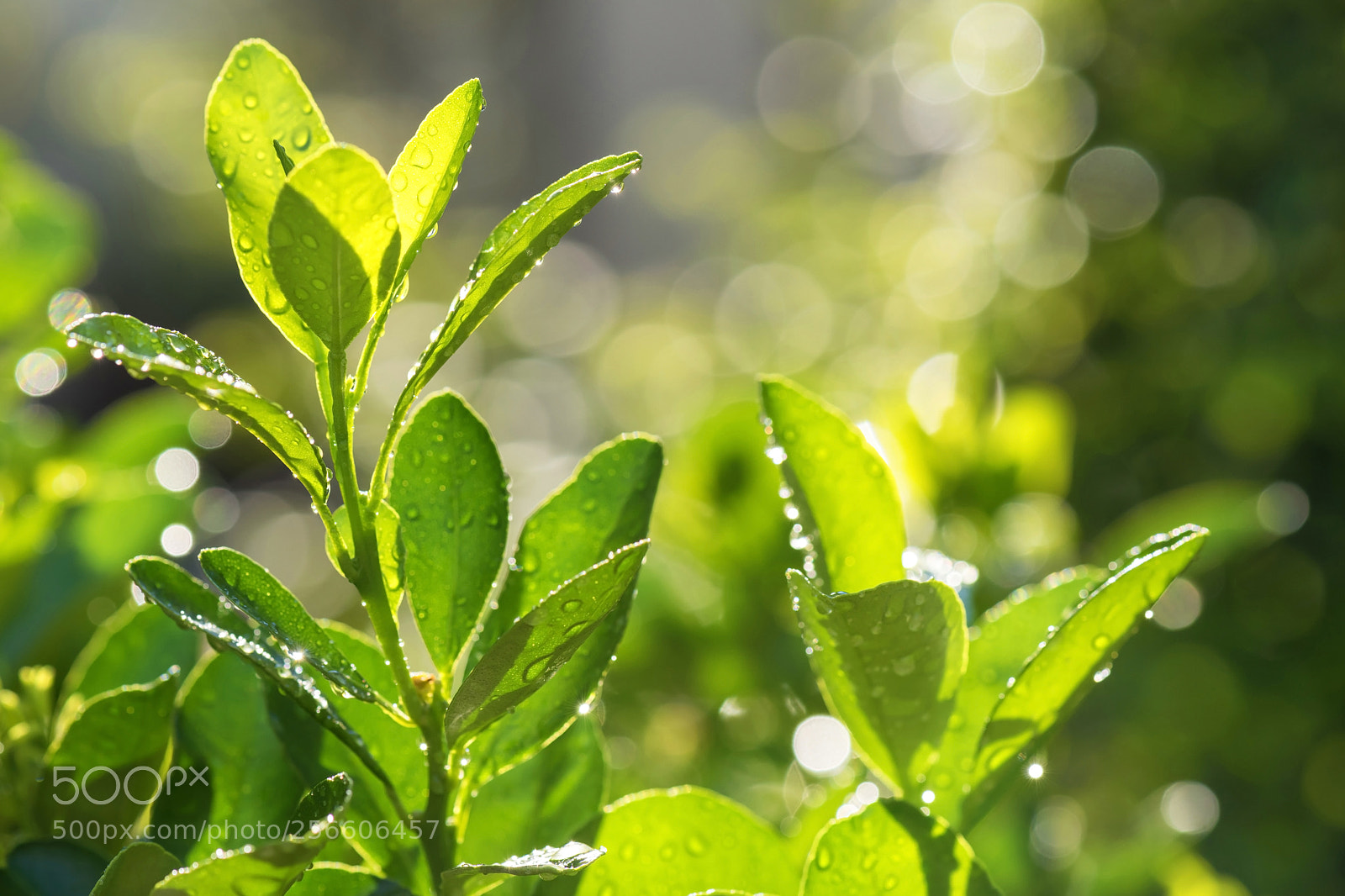 Nikon D810 sample photo. Greenery photography