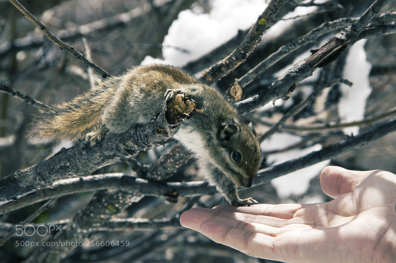 Nikon D90 sample photo. 小松鼠 photography