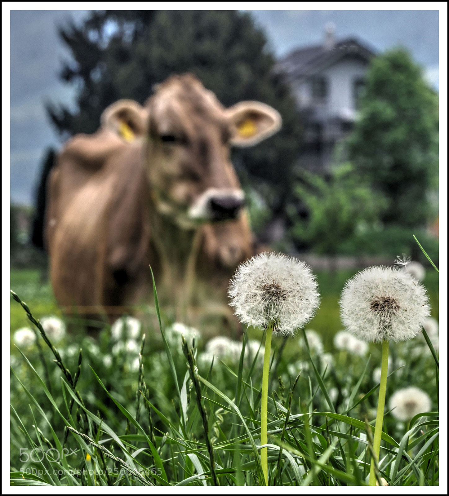 Olympus OM-D E-M1 Mark II sample photo. K r a f photography