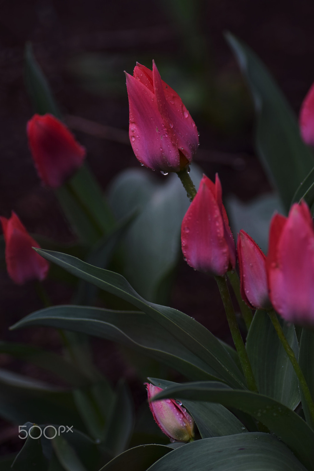 Nikon D3300 sample photo. After the rain photography