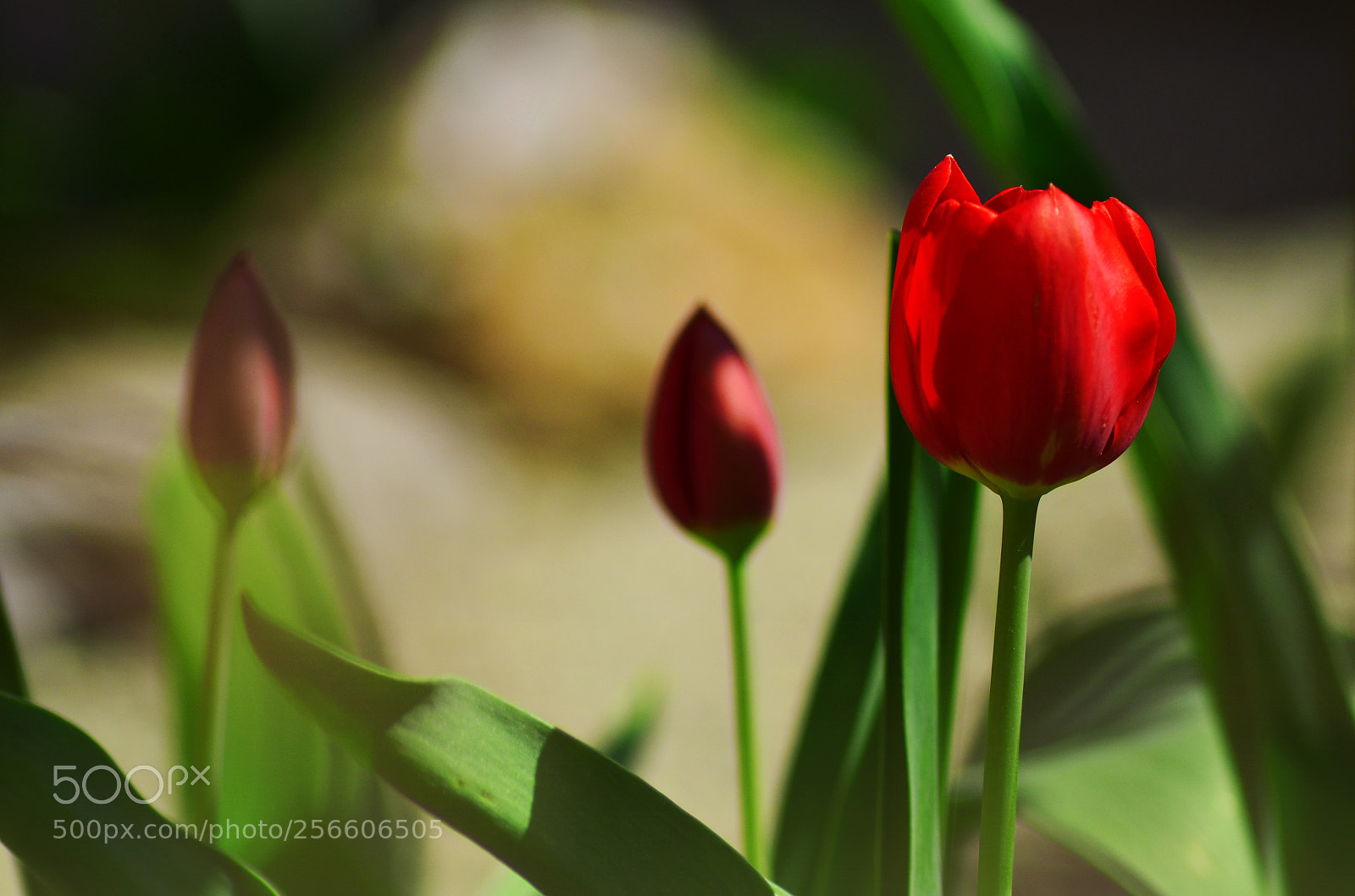 Nikon D5100 sample photo. Tulips photography