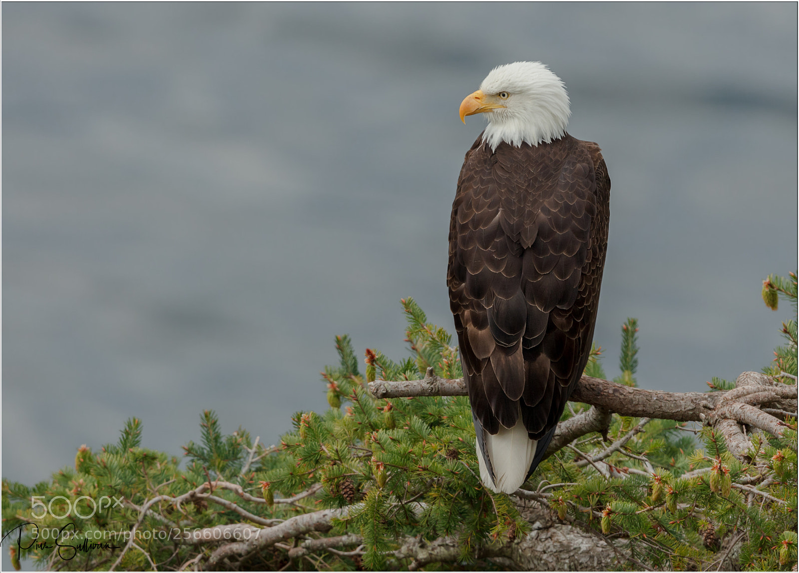 Canon EOS 5DS R sample photo. Bald eagle photography