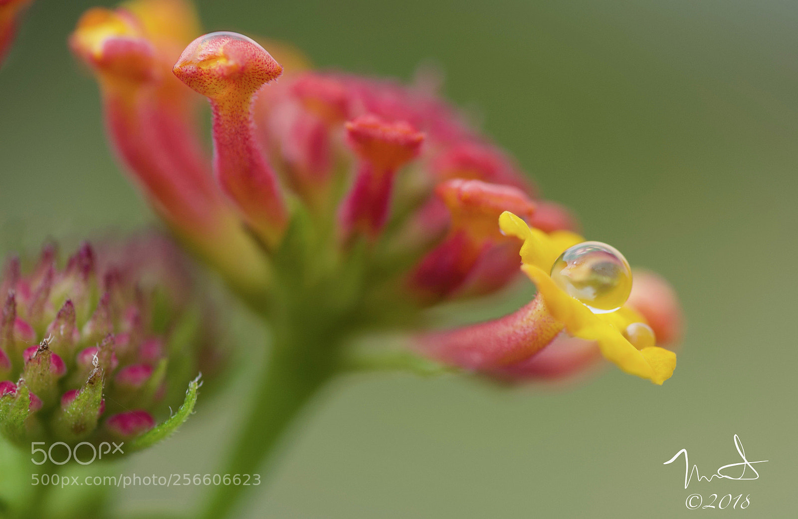 Nikon D750 sample photo. Lantana rain drop photography