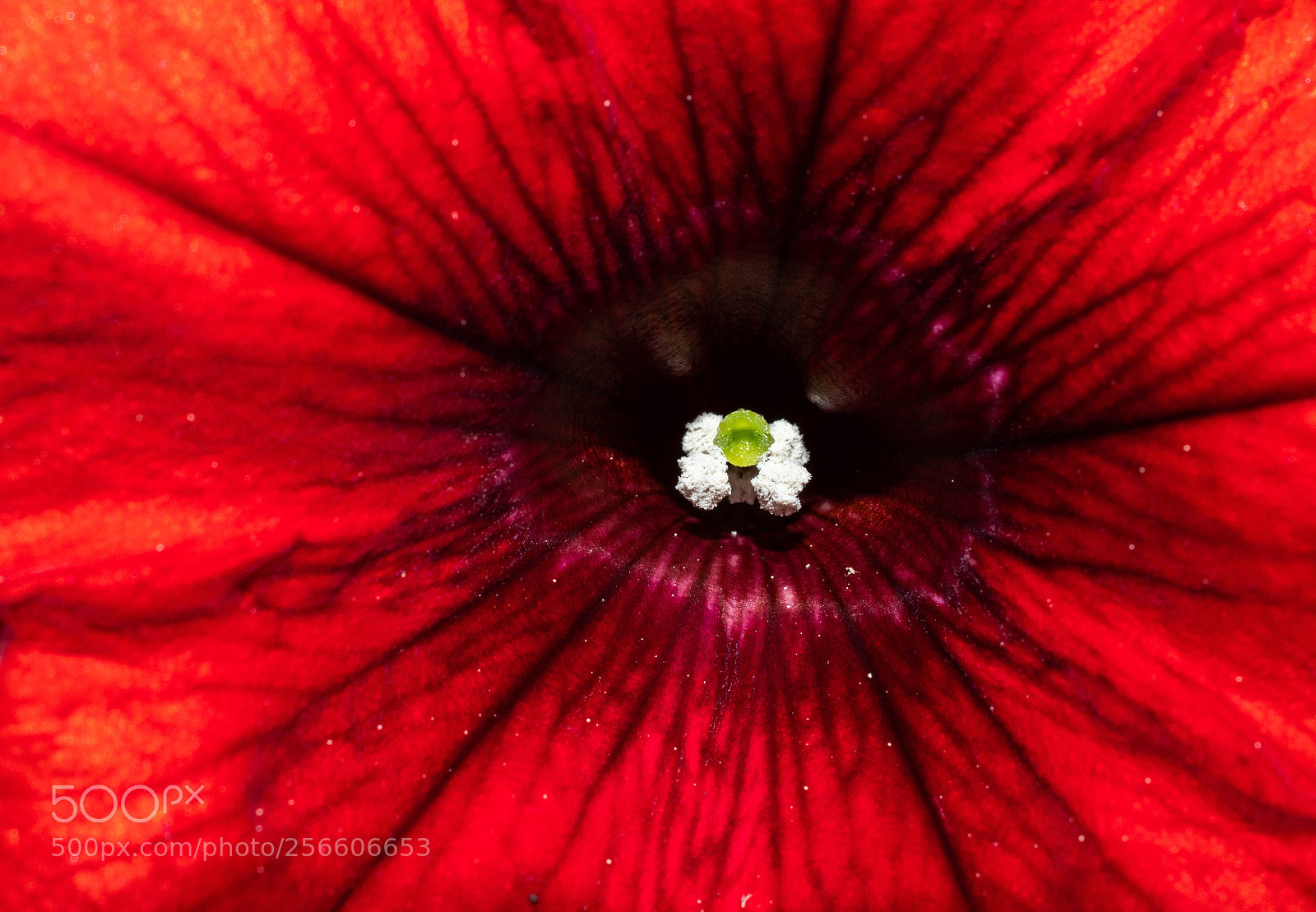 Nikon D7500 sample photo. Red photography