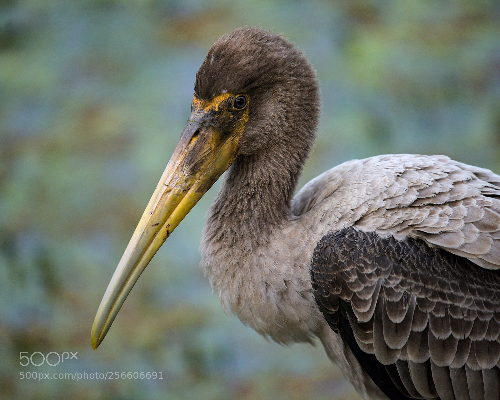 Nikon D810 sample photo. Painted stork - juvenile photography