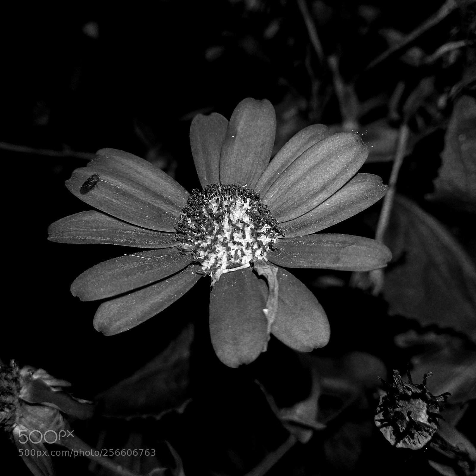 HUAWEI Mate 9 sample photo. Flower photography