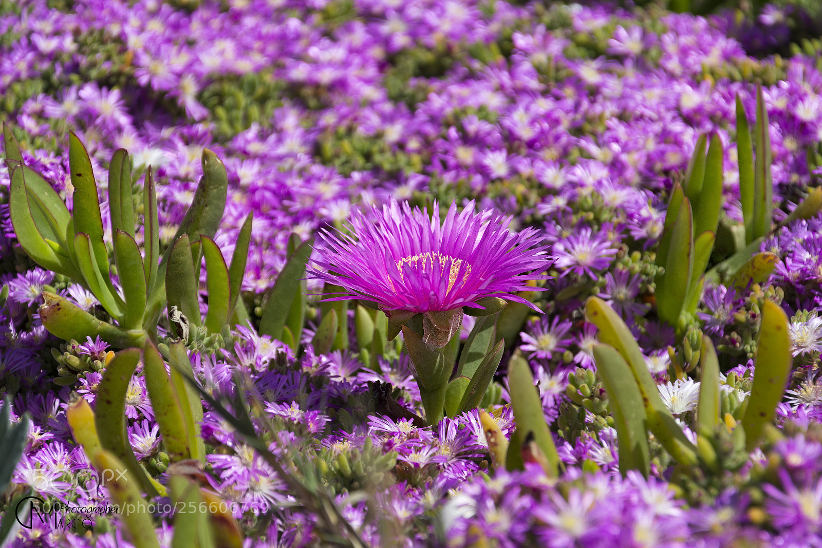 Nikon D5200 sample photo. May () photography