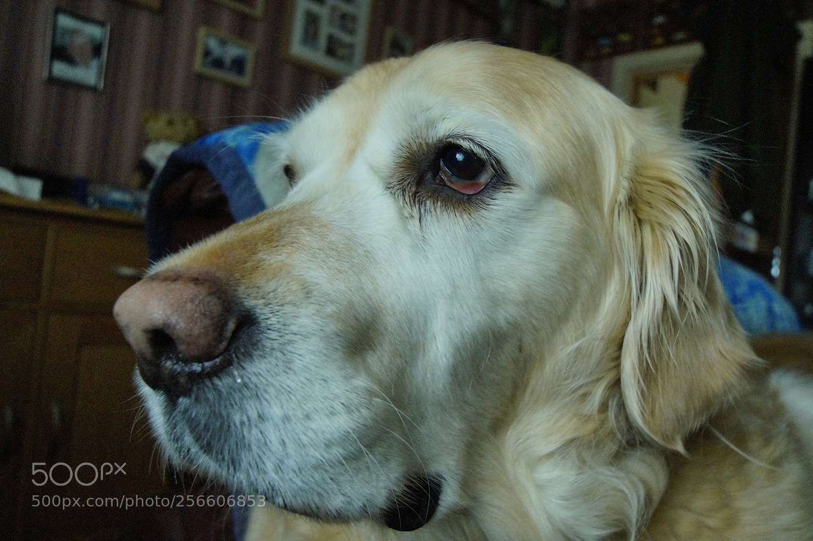 Sony SLT-A58 sample photo. The boys photography