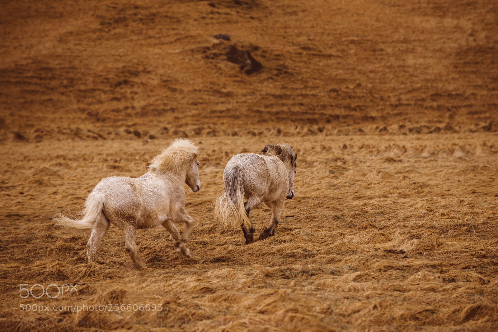 Nikon D610 sample photo. Icelandic horses running free photography