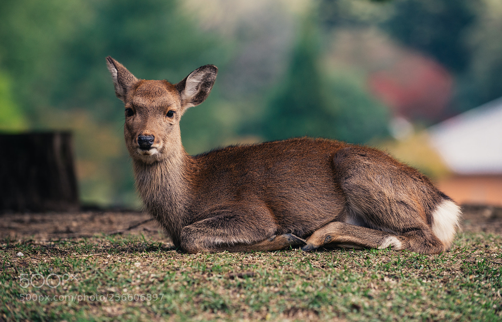 Nikon D610 sample photo. Deers and animals in photography