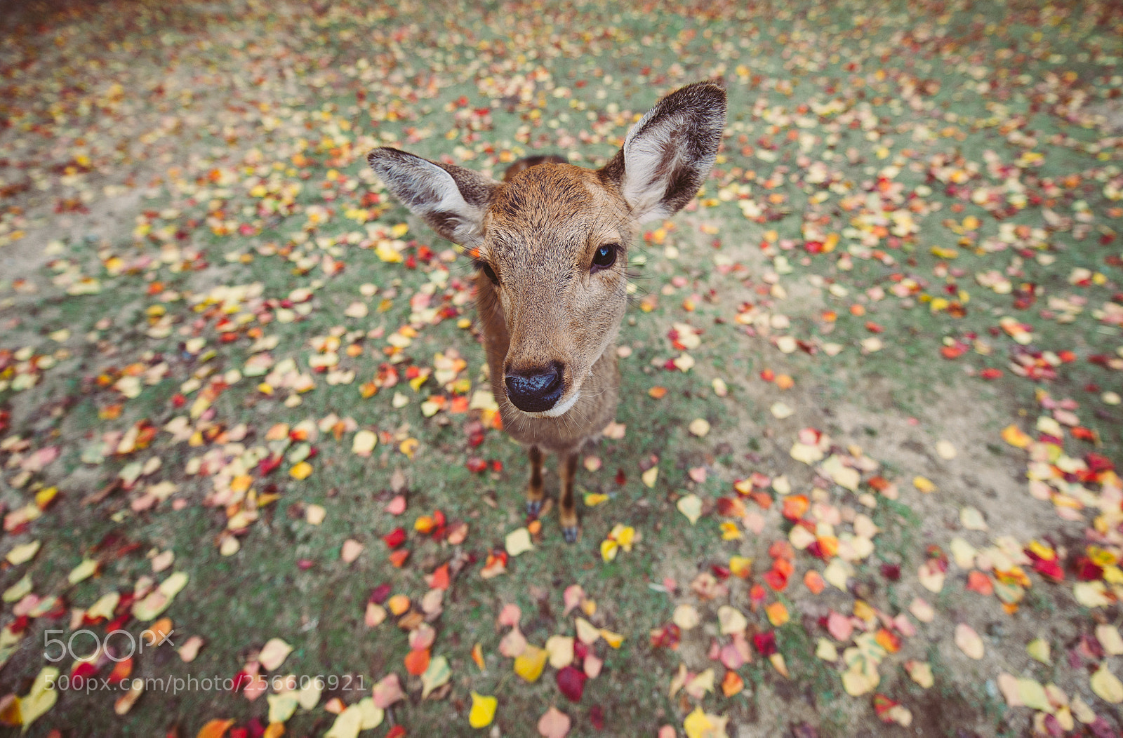 Nikon D610 sample photo. Deers and animals in photography