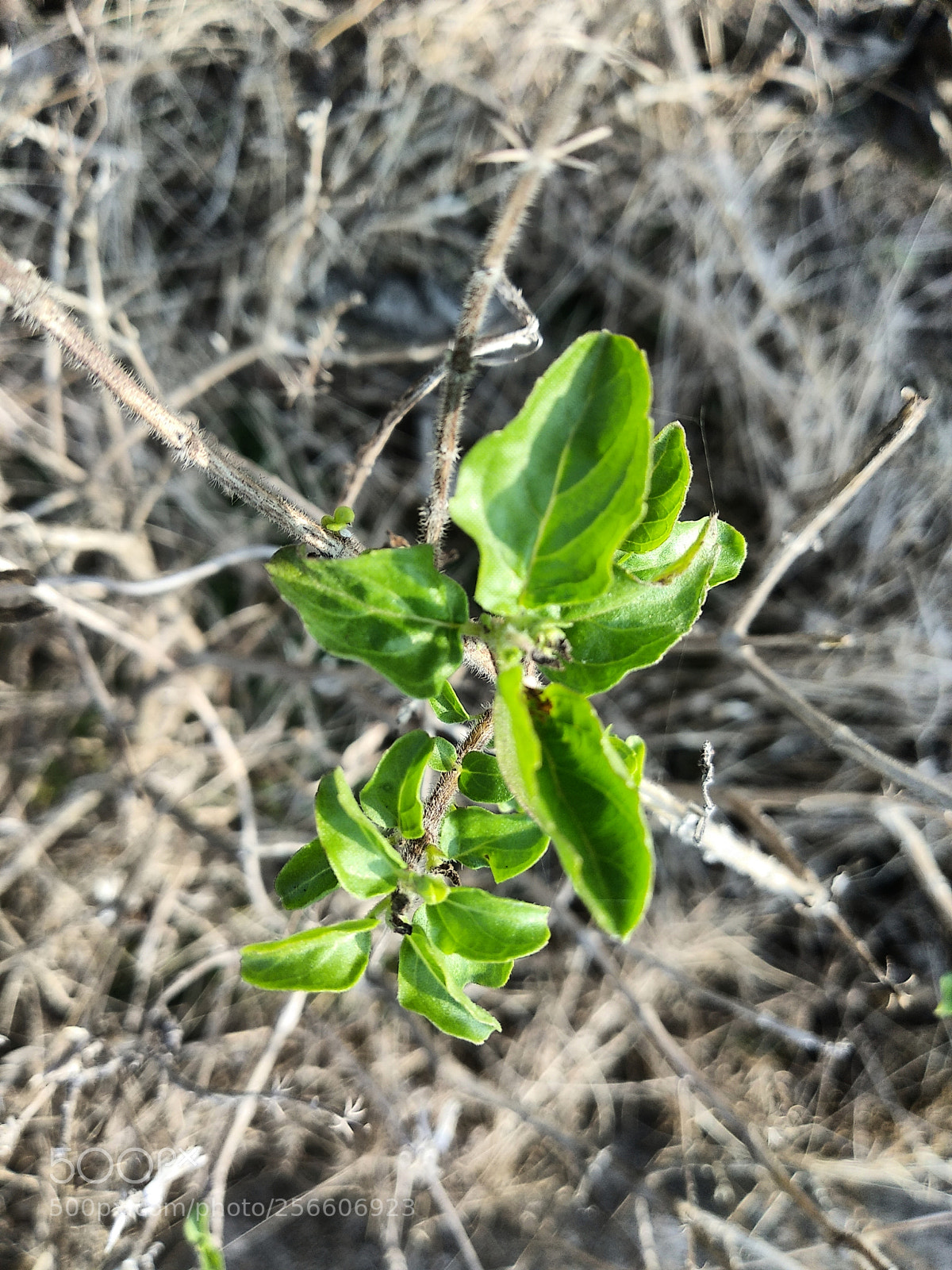 Xiaomi Mi A1 sample photo. Holy basil photography